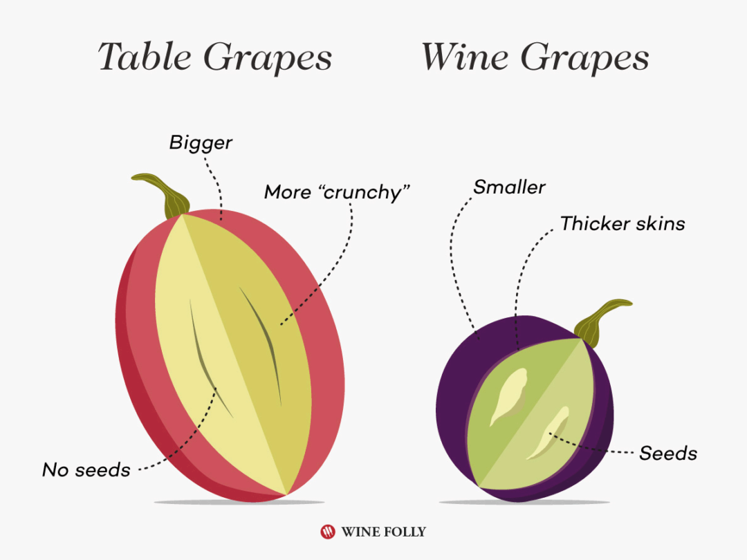 vinotyp wine subscription pairing